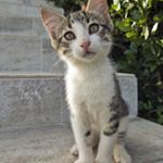 Profile Picture of STARKSON (@starksonbrad) on Instagram