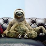 Profile Picture of Nathan Searle (@daddy.sloth_) on Instagram