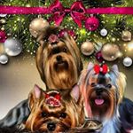 Profile Picture of SHARM&CHIK ЙОРКИ АНАПА (@alextrumen) on Instagram