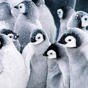 Profile Picture of David Salamone (@davidsalamone4811) on Youtube