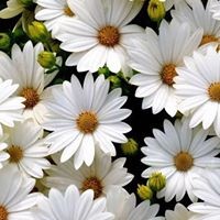 Profile Picture of Ellen Delaine Sharp Windham (@ellen-delaine-sharp-windham) on Quora