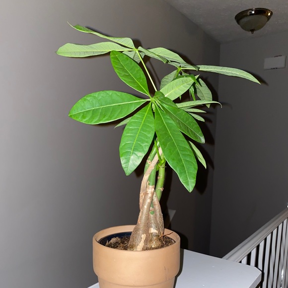 Profile Picture of Chris Raines (@itzz_onlychris) on Poshmark