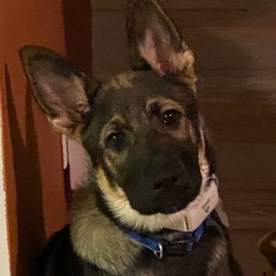 Profile Picture of Bobby Ruff (@BobbyRuff5) on Twitter
