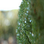 Daniela Brito - Flickr Profile Picture of Daniela Brito (@daniela brito a.) on Flickr