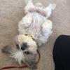 Profile Picture of Standley Huynh (@standleyhuynh) on Tiktok