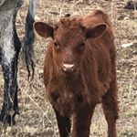 Profile Picture of Mac Foster (@ranch_mode) on Instagram