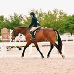 Profile Picture of Addison Campbell (@thetexasequestrian) on Instagram