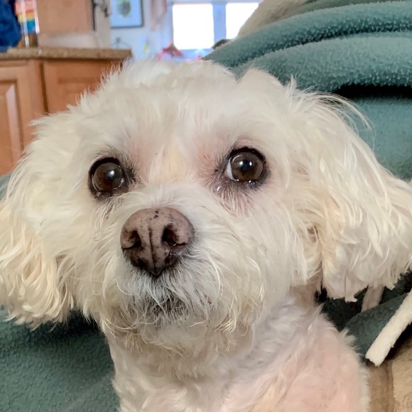 Profile Picture of Christina Pellerin (@chrissypellerin) on Poshmark