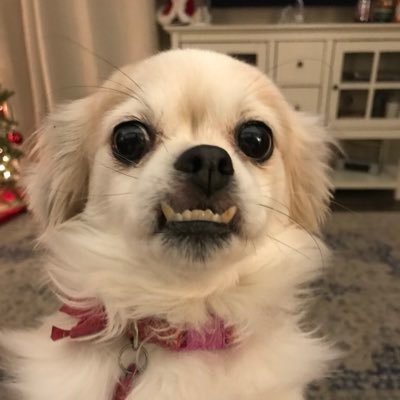 Profile Picture of Zach Boren (@kanobbs) on Twitter