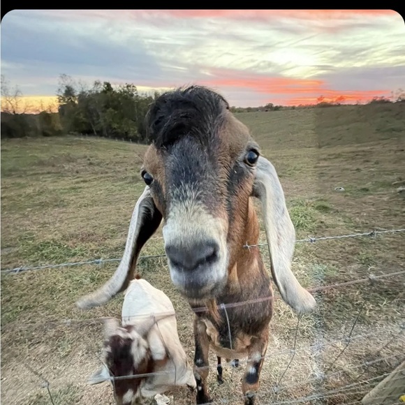 Profile Picture of Chloe Joesting (@chlo00003) on Poshmark