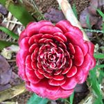 Suzanne Bernard - Instagram Profile Picture of Suzanne Bernard (@suzannebernard56) on Instagram