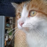 Profile Picture of Addison Eva (@addison-eva) on Quora