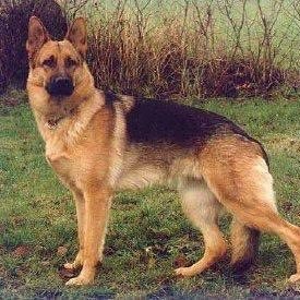 Profile Picture of Perro Elegante (@RobertE32464532) on Twitter