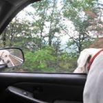 Profile Picture of Michael Bastian (@michael.bastian.779) on Instagram