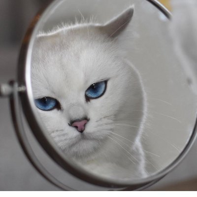 Profile Picture of Sam (@Loren_Az28) on Twitter