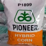Profile Picture of Corteva team        ❤️PioneerP1844❤️ (@corn_pioneer_seeds_) on Instagram