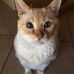Profile Picture of Jennifer Lamp (Rick James the Cat) (@jennifer.lamp.1) on Facebook