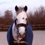 Profile Picture of ʀᴏʙɪɴ ʜᴏᴏᴅ (@robinhoodjumping) on Instagram