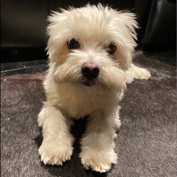 Profile Picture of Gregory Scilley (@gscilley) on Poshmark