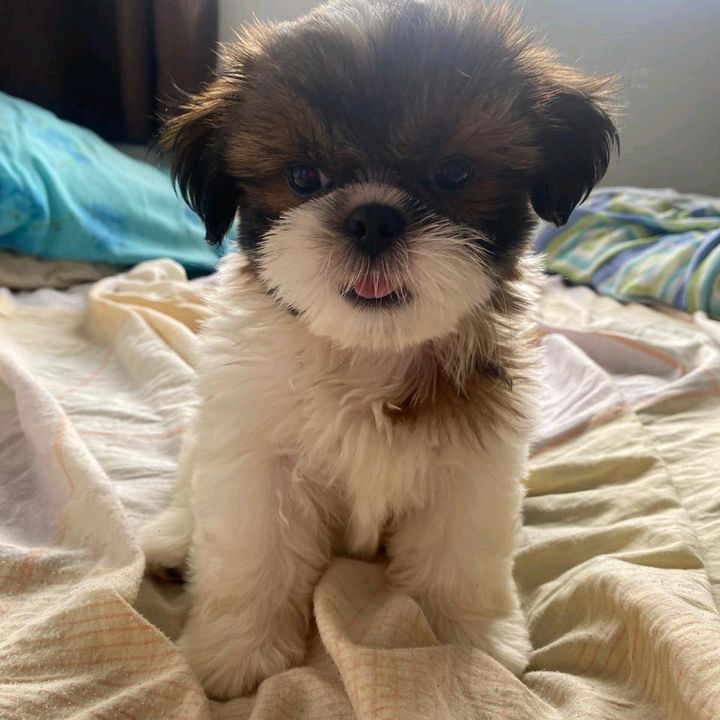 Profile Picture of Andressa Wetterer918 (@andressawetterer9) on Tiktok