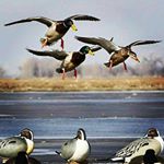 Profile Picture of steven guidry (@sguidry42) on Instagram