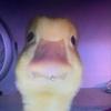 Profile Picture of Jamison Saathoff (@@jamisonsaathoff) on Tiktok