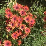 Profile Picture of Geoff Benson (@geoffbensonthegardener) on Instagram