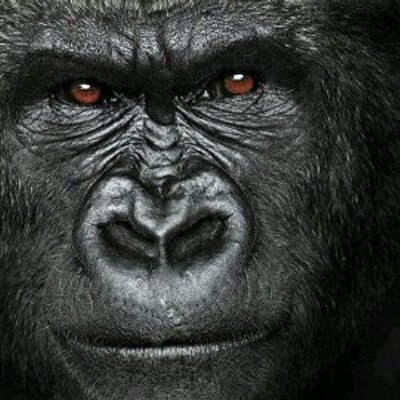 Profile Picture of Bernd Köhler (@bernd_khler) on Twitter