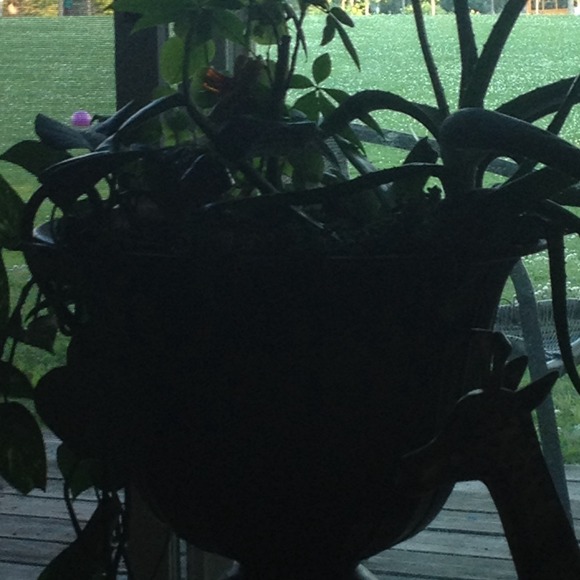 Profile Picture of Malyn Dziurzynski (@mohawkblend) on Poshmark