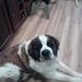 Profile Picture of John Lienemann (@thewolf8999) on Pinterest