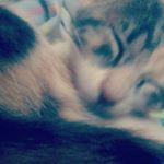 Profile Picture of luciano benjamin mattacollao (@gatocounter12) on Instagram