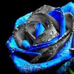 Profile Picture of Shannon Kohatsu-Jelsma (@skjels04) on Instagram