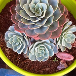 Profile Picture of La Luz De Bachicha (@la luz de bachicha! delivery de plantitas) on Flickr