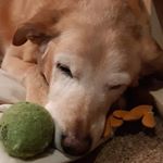 Profile Picture of Lucas Norman-Hardiman (@monkeyred2000_) on Instagram