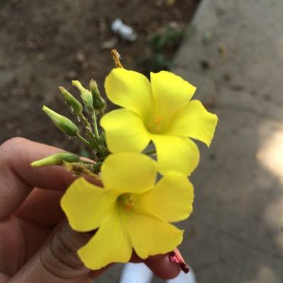 Profile Picture of Jesse Carrillo (@jessecareillo61) on Twitter