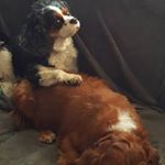 Profile Picture of Captain Jack n Princess Ariel (@c.jack_p.ariel) on Instagram