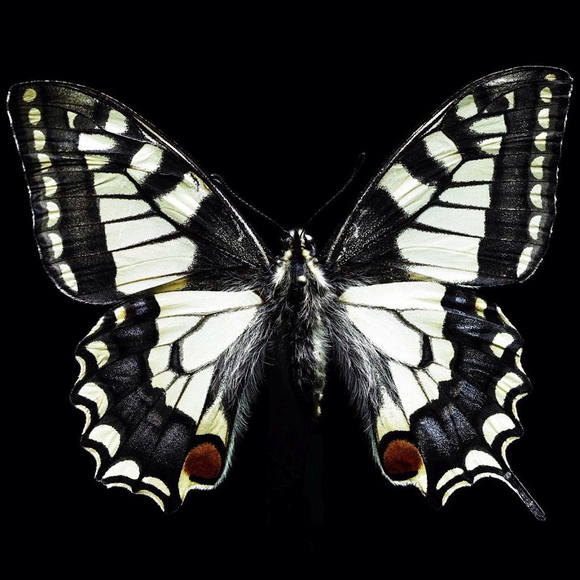 Profile Picture of Rebecca Freerksen (@bfree92) on Poshmark