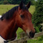 Profile Picture of Robert Calvert (@robertcalvert7) on Instagram