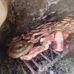 Profile Picture of Julio Piñeiro (@julio.pineiro.7545) on Facebook