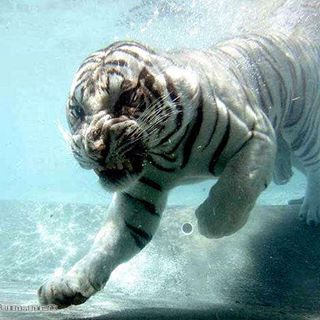 Profile Picture of Mark Sarvey (@Mark-Sarvey) on Facebook