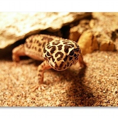 Profile Picture of Erik Holmquist (@centrino) on Twitter