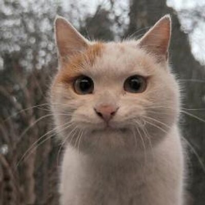 Profile Picture of YALIN LI (@9italy) on Twitter