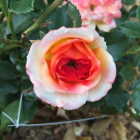 Profile Picture of Brian Carter (@amcarter) on Pinterest