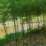 Profile Picture of Jerome Lombardo (@jerome.lombardo.96) on Instagram