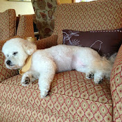 Profile Picture of SAN McGarvey (@sangarv1) on Youtube