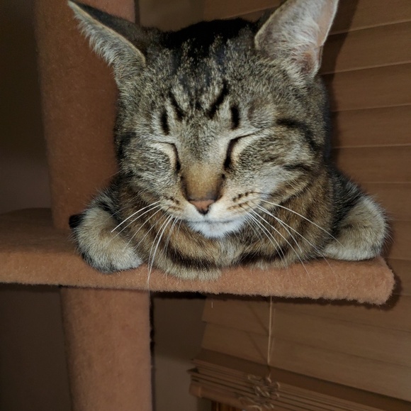 Profile Picture of Chris Bellish (@chrisbellish) on Poshmark