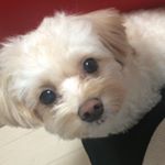 Profile Picture of Chaplin Andrew Sebastian ちゃんまる (@chappyhappy.everyday) on Instagram