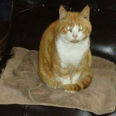 Peter Kerrigan - Twitter Profile Picture of Peter Kerrigan (@pkerrigan50) on Twitter