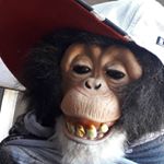 Profile Picture of apl moi👇🤞 (@_thrasher_bob_) on Instagram
