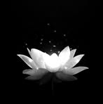 Profile Picture of Dan Anh Nguyen (@dan.anh.nguyen.2024) on Facebook